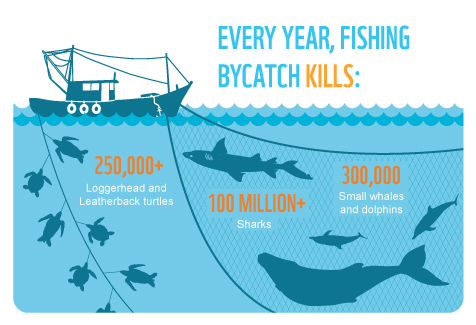 Overfishing: What is Bycatch?