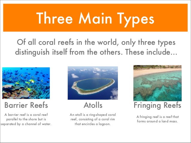 3 Types of Coral Reefs you Should Know About