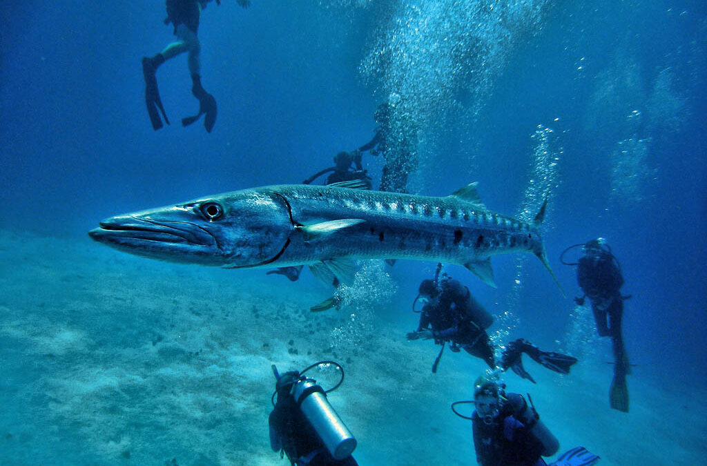 Species Spotlight: The Barracuda