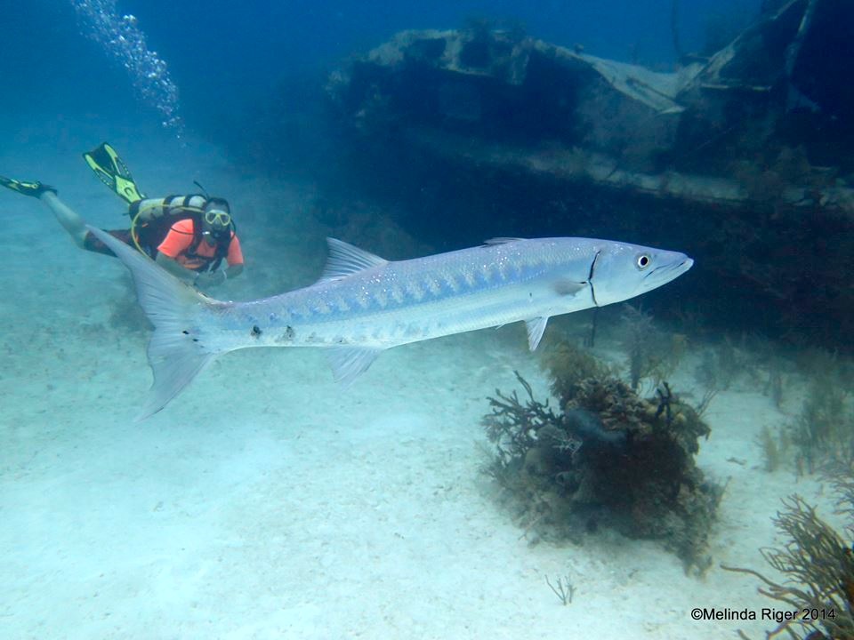 a fish swimming under water