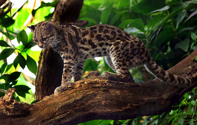 A Belize Conservation Win!