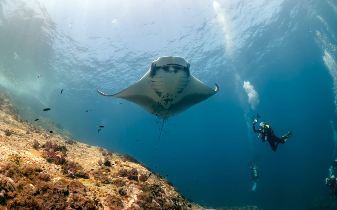 Creature Feature:  Manta Rays