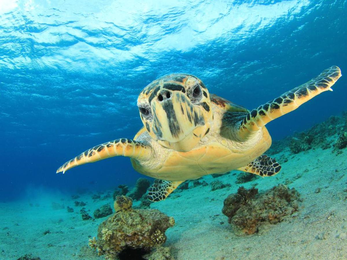 Belize Reef Conservation Int | Marine Conservation Trips